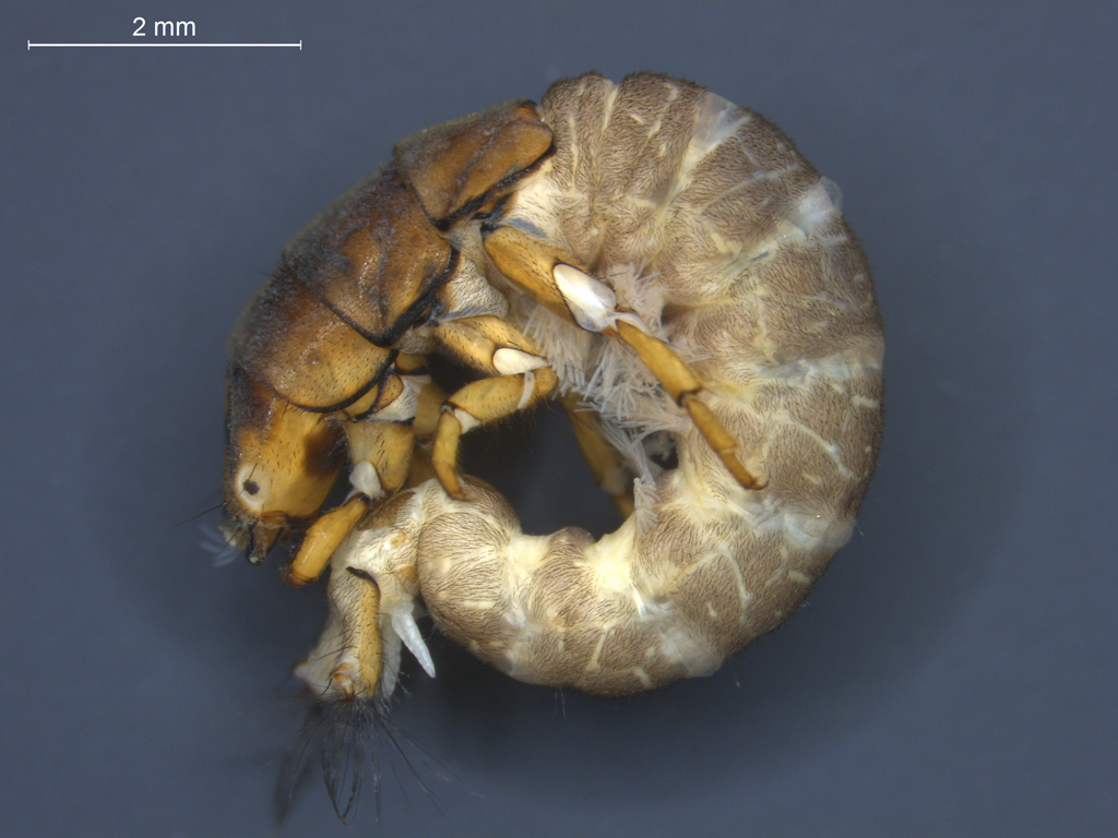 Hydropsyche siltalai